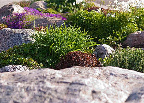 plantas de jardim de rocha