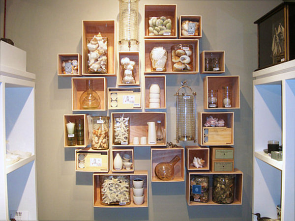 seashell collection display