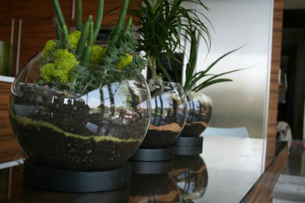 terrarium-collection