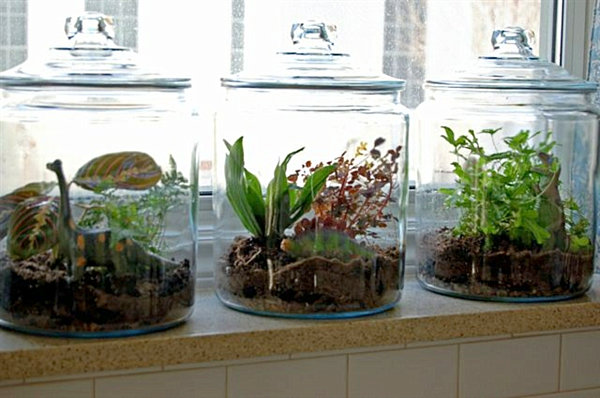 terrarium garden