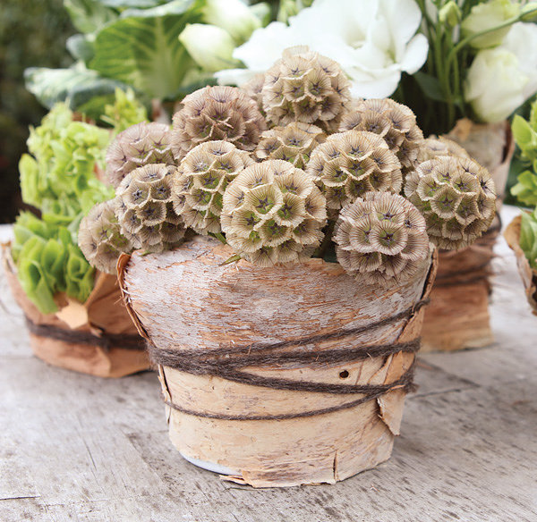 stellata pod flower arrangement