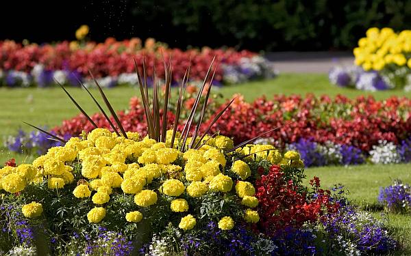 flower bed in the garden