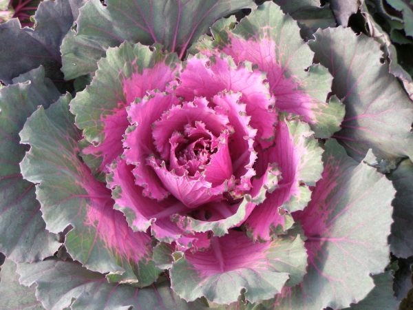 Ornamental-cabbage