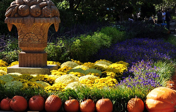 Pumkins and flowers in a fall garden