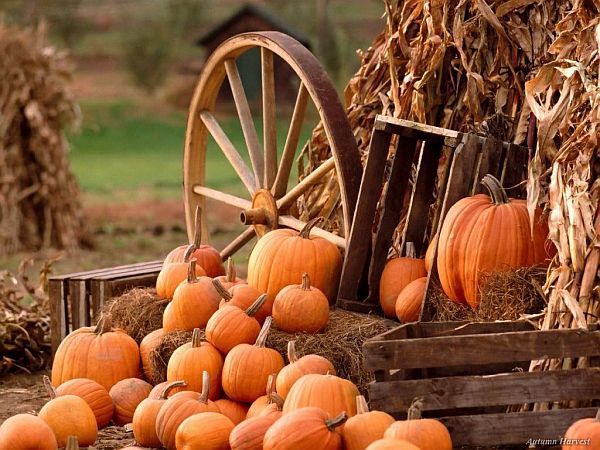 lots-of-pumpkins-at-the-ranch