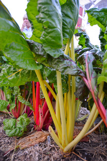 garden tour - chard