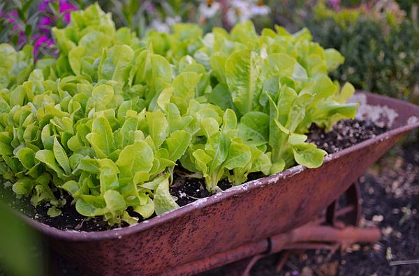 planting-lettuce-in-your-garden