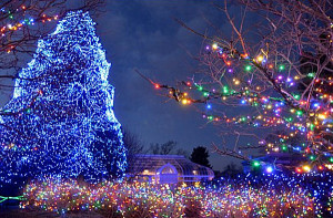 Top 10 Most Amazing Christmas Trees in the United States