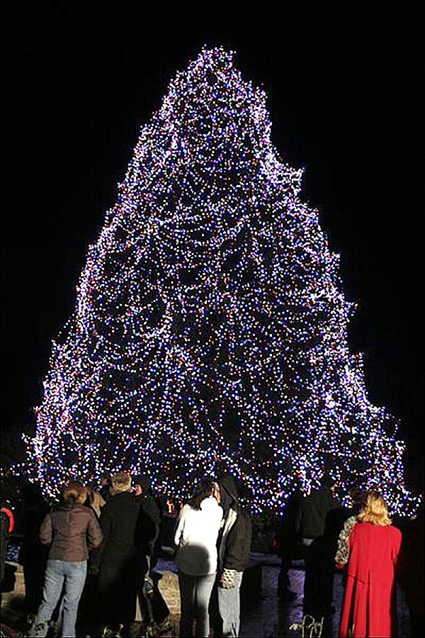 The-Christmas-tree-at-the-Toledo-Zoo