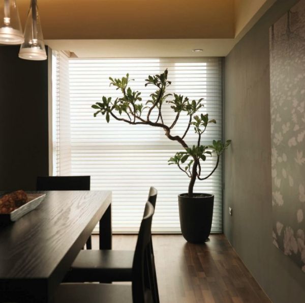 Tropical plant placed next to window in the dining room