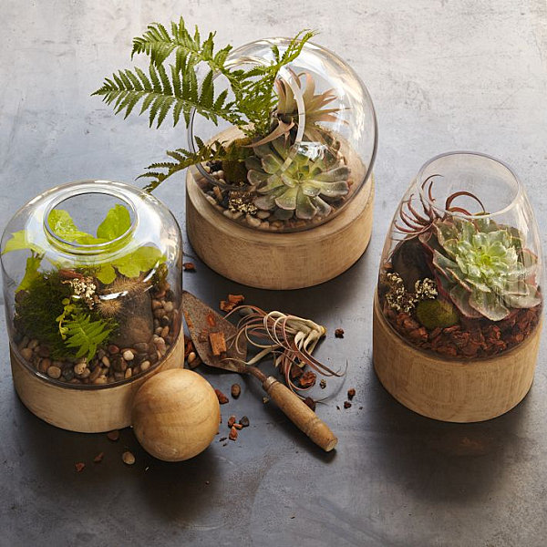 Glass and wooden terrariums