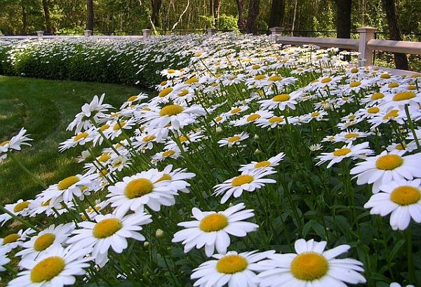 daisies flower bed