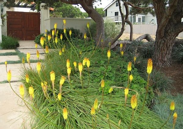 Bottlebrush - Burke's Backyard