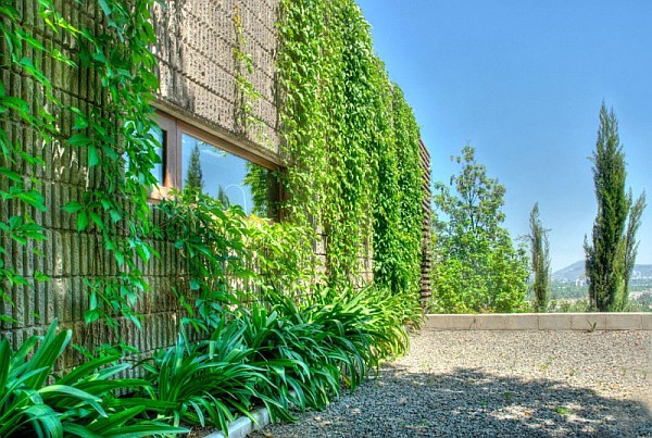 vegetation wall on concrete