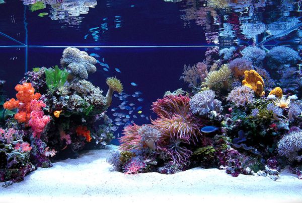 An aquarium that truly looks out of this world!