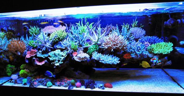 Awesome coral fish tank brings home the world's oceans