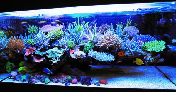 round modern fish tank for plants