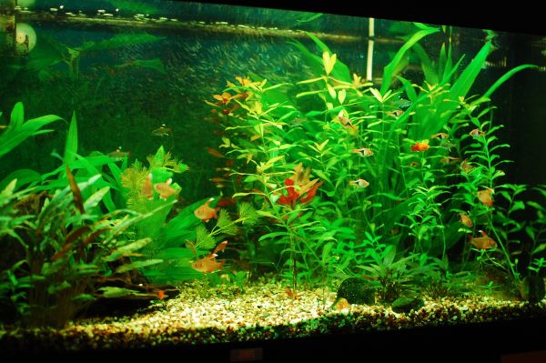 tropical fish tanks