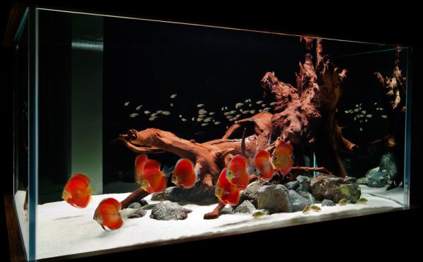 Contemporary fish tank crafted in hues of captivating red looks more like a lasting work of art