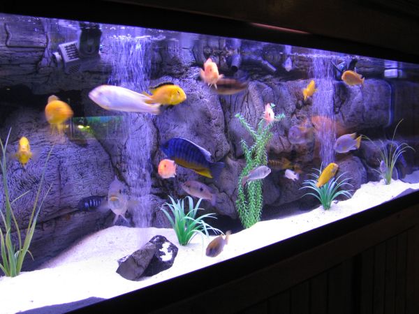 cool fish tank theme ideas