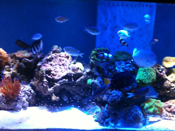 all modern fish tank