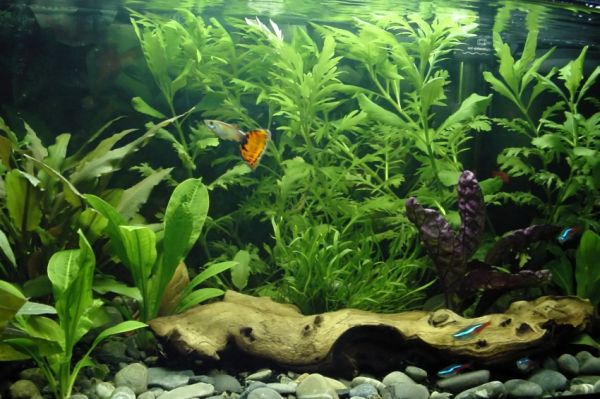 Freshwater Aquarium with plenty of life in it