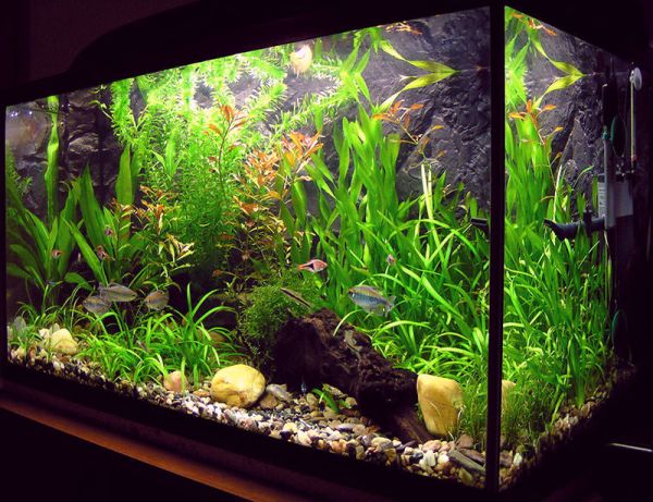 round modern fish tank for plants