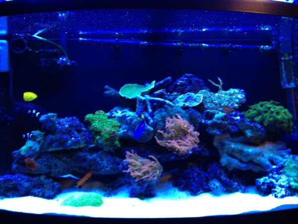 modern fish tank for sale