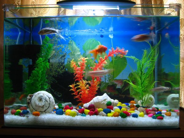 super cool modern fish tank ideas