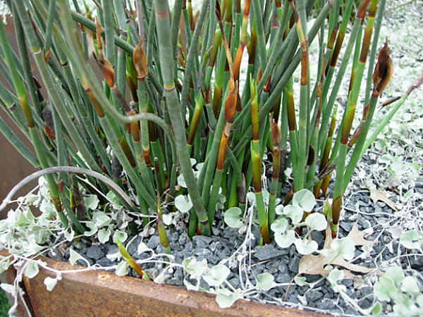 Reeds, gravel and silver falls dichondra in a large garden planter
