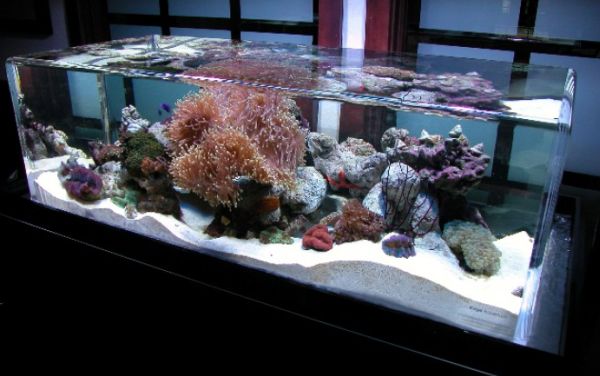 Salt water fish tanks can mimic the ocean bed to perfection