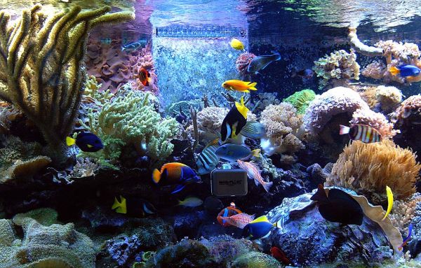 Spectacular fish tank seems to conatin every possible color and shade!