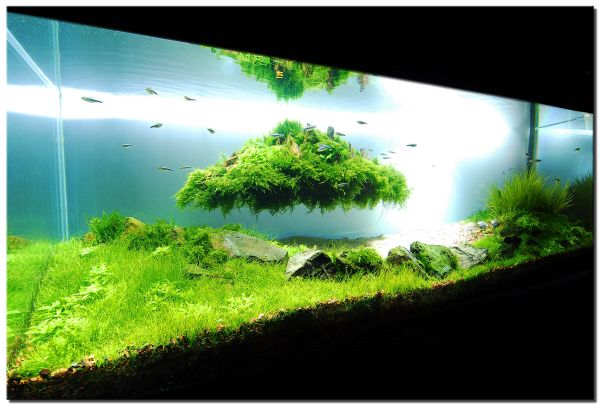 28 Modern Fish Tanks That Inspire Relaxation Decoist