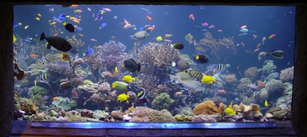 Aquaponics tropical fish Best fish tank: Check out these top-rated sea sanctuaries