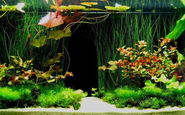 Tropical fish tank that truly looks vibrant and stunning