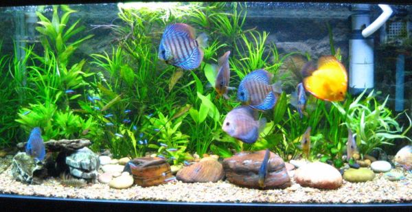 All About Tropical Fish Tanks 