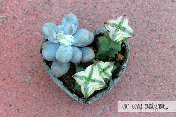 DIY Concrete Heart-Shaped Planter