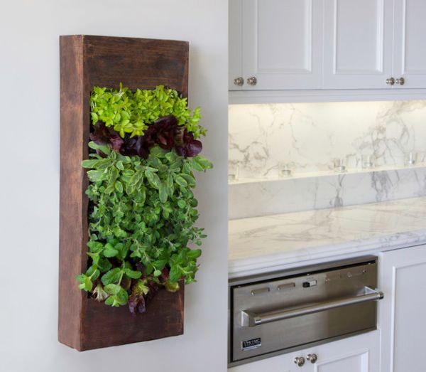 Small herb living wall for the kitchen