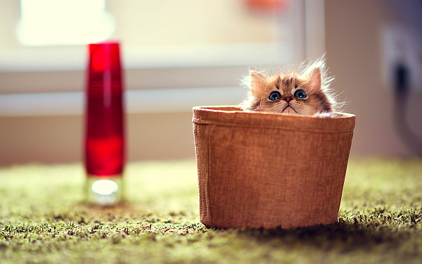 bathroom toy bin for cats