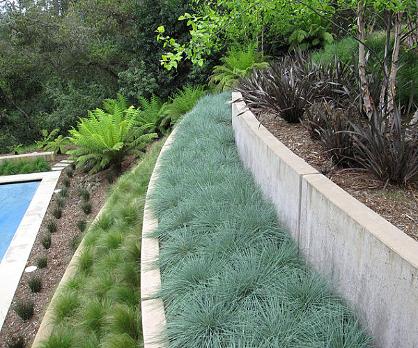 An assortment of grassy plant life