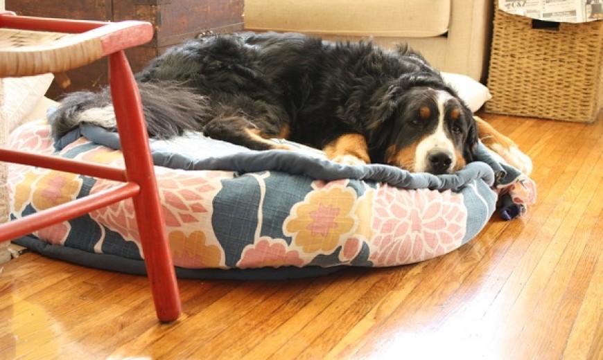 Cool DIY Dog Beds With a Fancy Twist