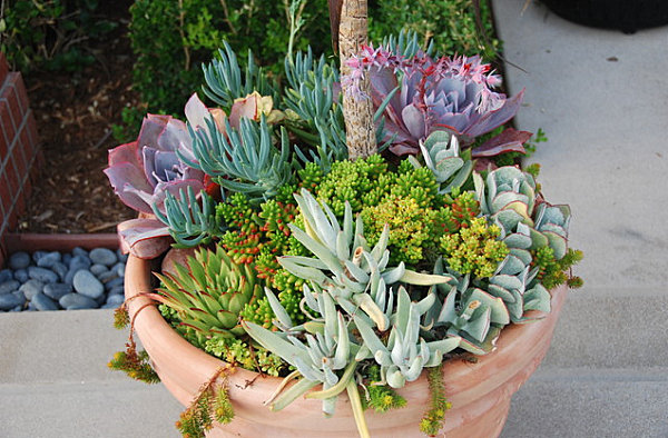 Color in a planter of succulents