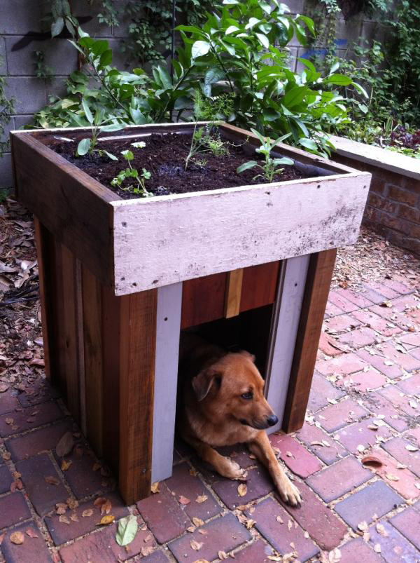 DIY Green Roof Dog House Vegetable Garden