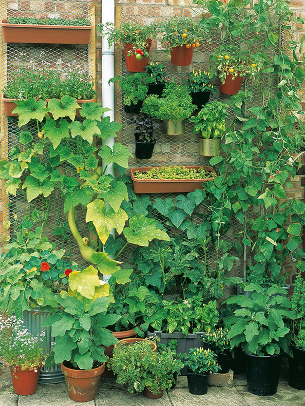 Home Gardening in Unusual Spaces