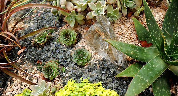 Details in a succulent arrangement