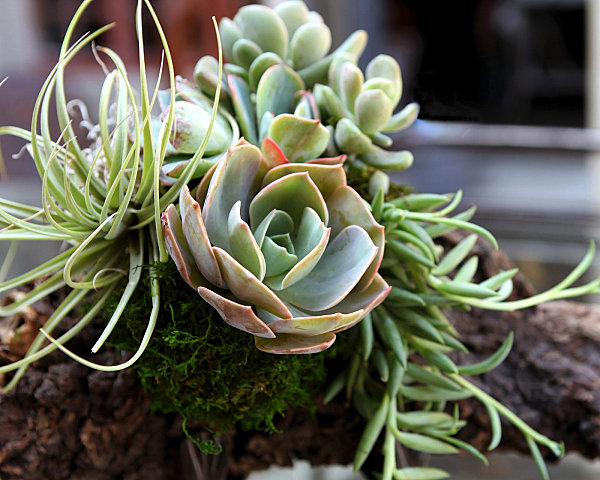 Driftwood succulent arrangement