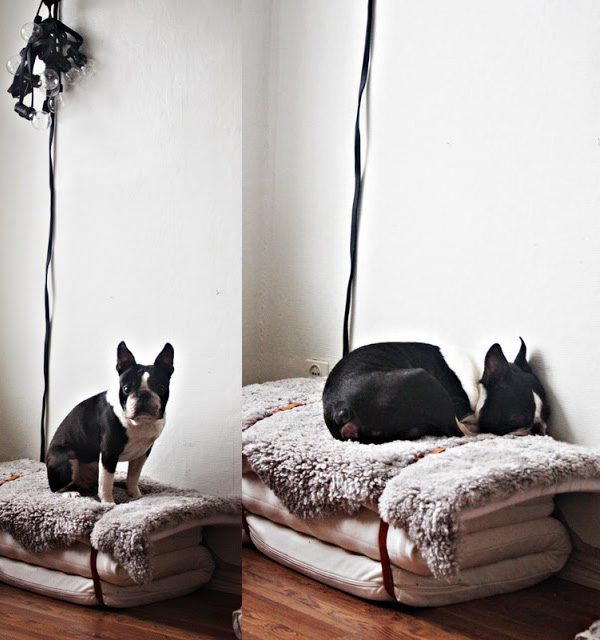 Cool Diy Dog Beds With A Fancy Twist