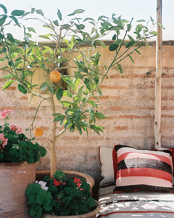 Lovely orange tree on a sunny patio