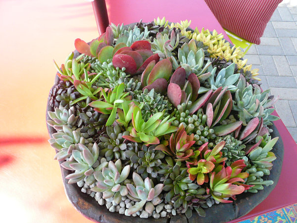 10 Unforgettable Succulent Planter Arrangements