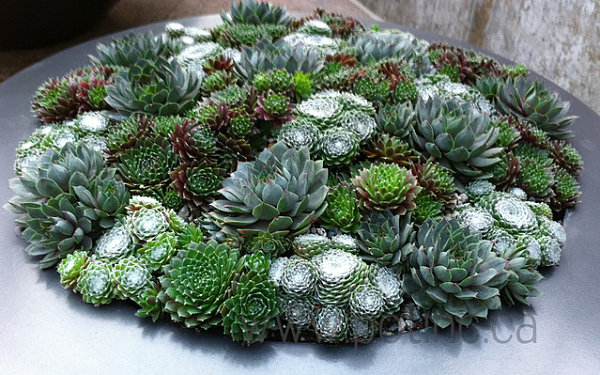 Succulents of similar shape in a round planter